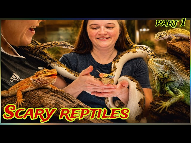 Closest Encounter with Python