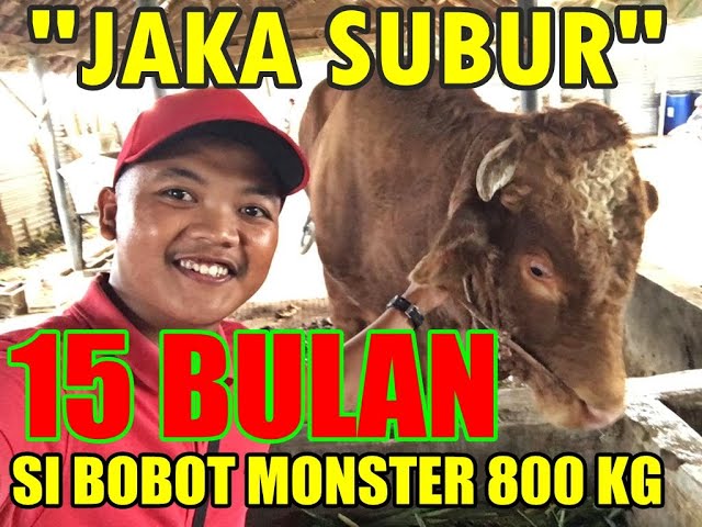 SI "JAKA SUBUR" 15 BULAN SAPI BERAT HINGGA 800 KG
