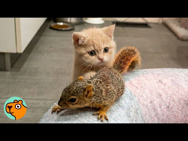 Kitten Meets Baby Squirrel And Immediately Falls In Love | Cuddle Buddies