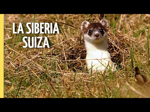 El Gran Cañón Suizo: Vida Salvaje en el Jura | Episodio Completo