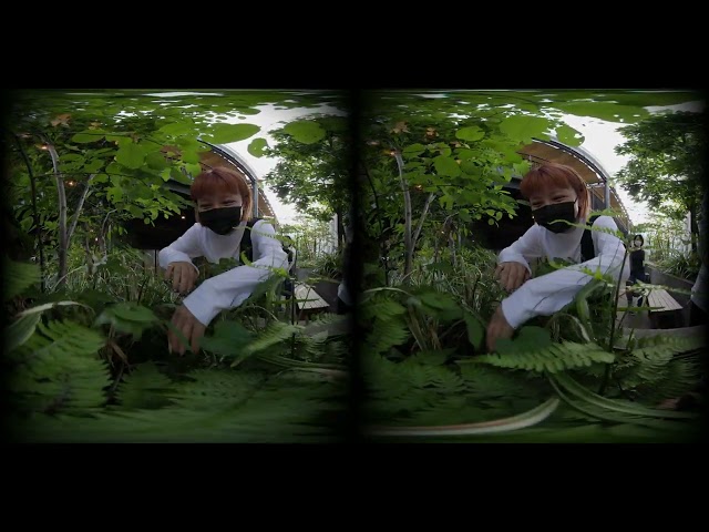 虫目線のVR動画