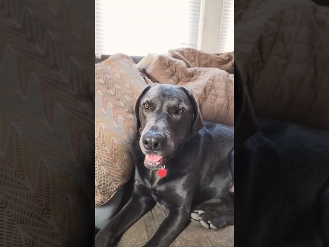 That's Your Model Face | Labrador Retriever | #dogsofyoutubeshorts #letmeseeyourwarface #doglover