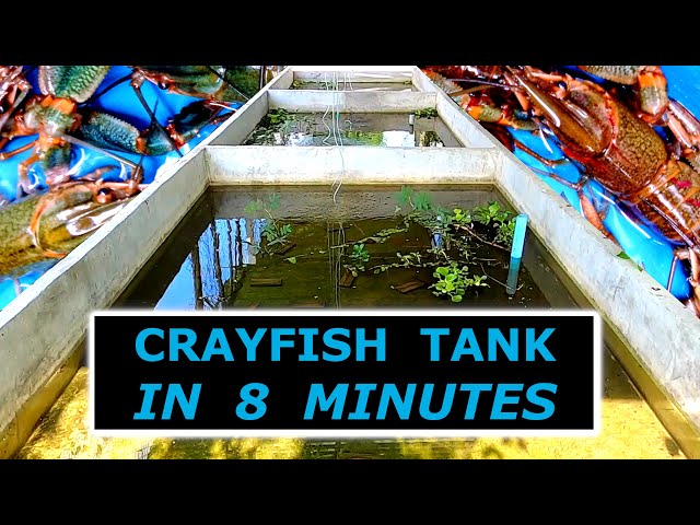 How To Build a Crayfish Tank (Cheaply)