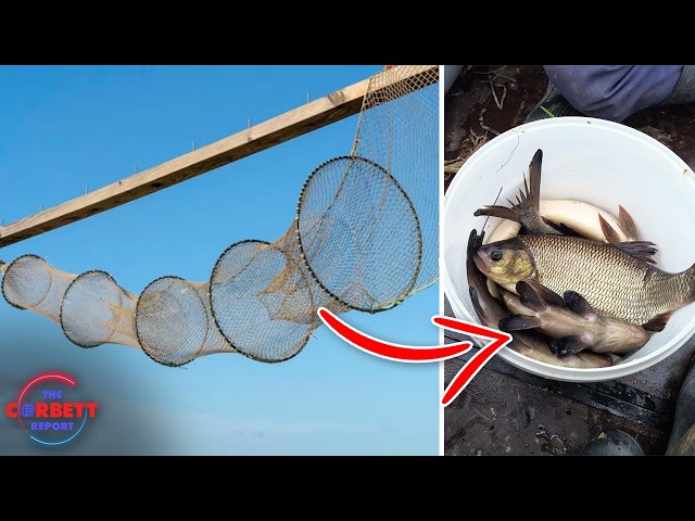 The Revolution Will Involve Illegal Fish Traps