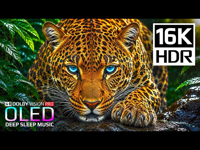 Ultra Vivid Colors 16K HDR 240fps Dolby Vision | OLED Showcase for 4K & 8K Ultra HD TV