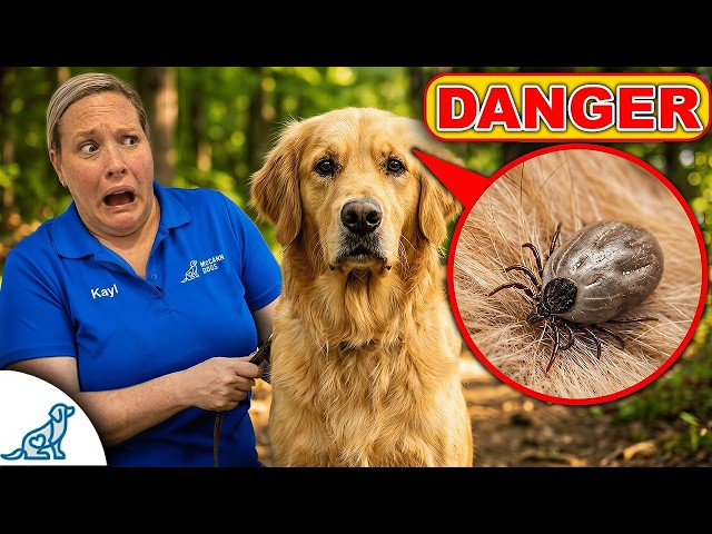 My Vet Reveals The Scary And Dangerous Truth About Ticks