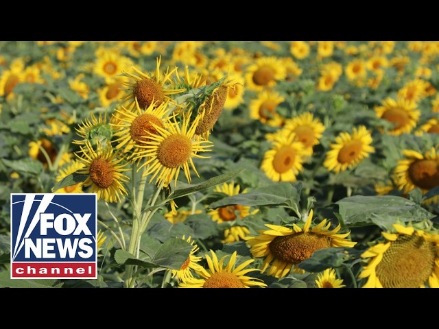 Flower EXPERTS reveal the SECRET to building the perfect bouquet