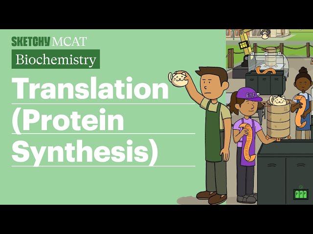 Protein Synthesis (Biochemistry) | Sketchy MCAT