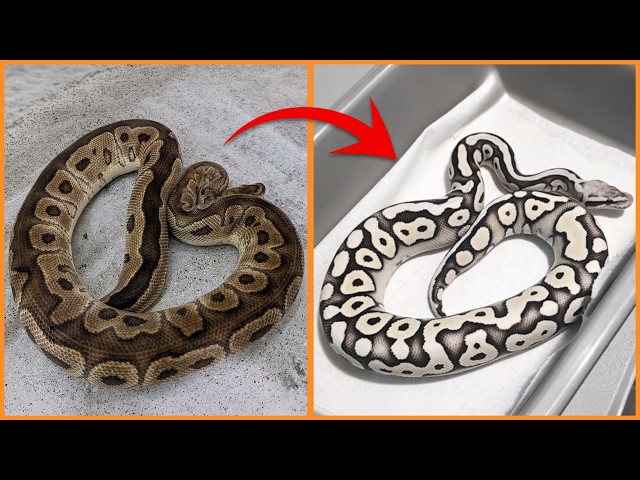 Lori Dg Hypo Clown Ball Python Clutch Reveal: What Did We Get?