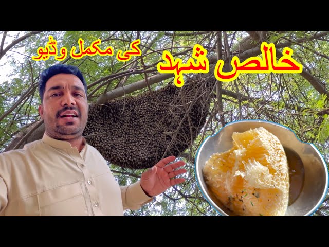 Natural Honeycomb Harvesting In My Village 🤤🤤/ Crazyjutt