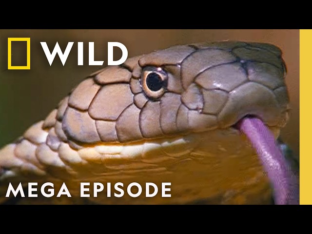 Fangs, 8-Legged Killers, & the Hunger Games | World's Deadliest MEGA Episode | Nat Geo Animals