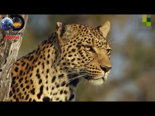 शेर और बड़ा अजगर का हमला | Lions vs Big Python Snake Real Fight | Python Snake vs Leopard #viral