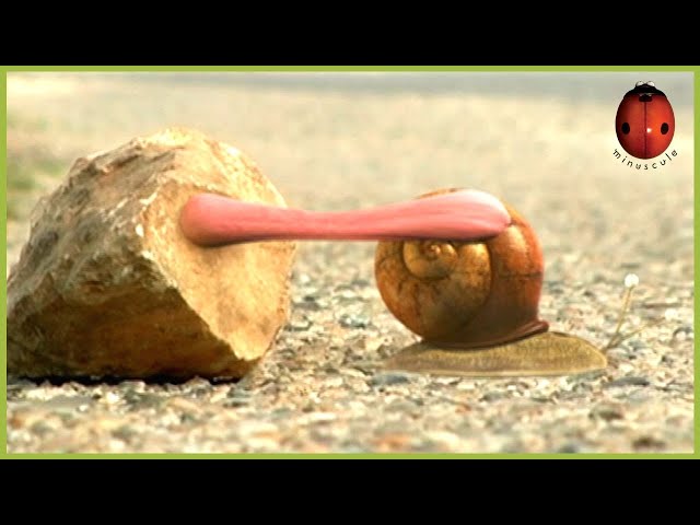 Chewing Gum  | Minuscule | 55' Compilation