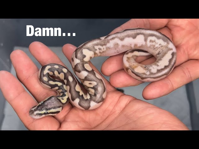 Is the Campfire Ball Python better with Pastel?