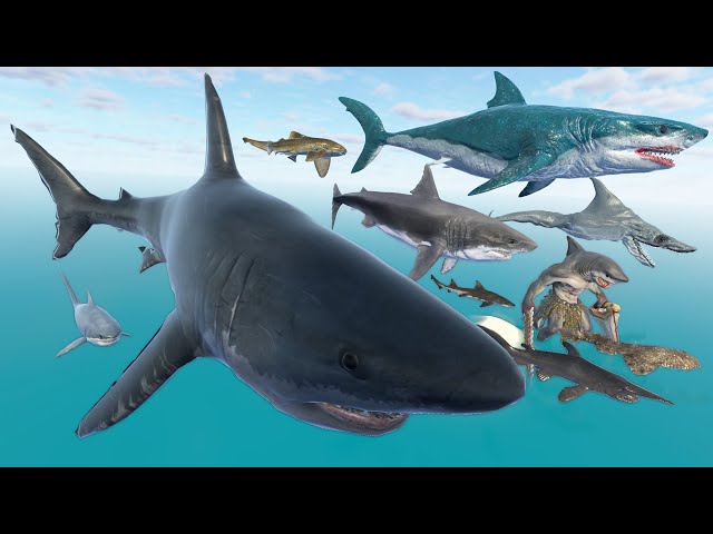 Floating Megalodon Vs Aircraft Shark - 3D Real & Monster Shark Size Comparison