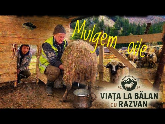 Folosim strunga si mulgem oile prima data 😳🐑 #carpathians #mountainlife #sheep