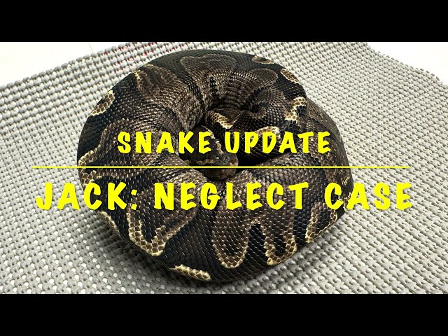 Snake Update on behalf of Spirit Keeper Animal Sanctuary: Jack 