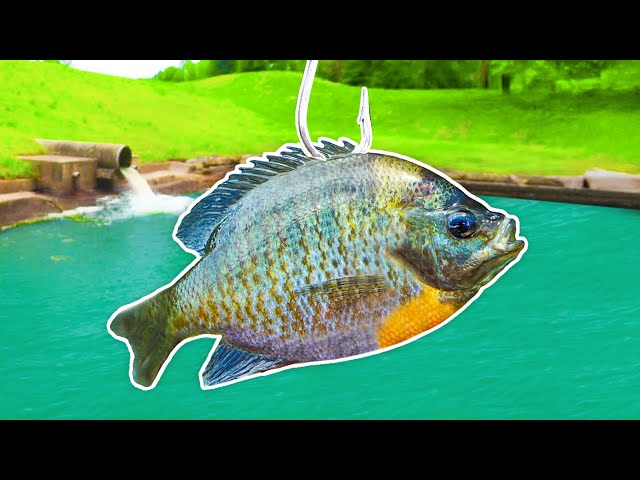 Fishing for 15lb Bass w/ GIANT Livebait!