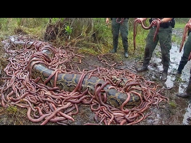 How These Creatures Kill Pythons Without Even Touching Them