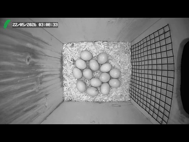 LIVE: Black-bellied Whistling Duck in Wood Duck Box - Palm City, FL