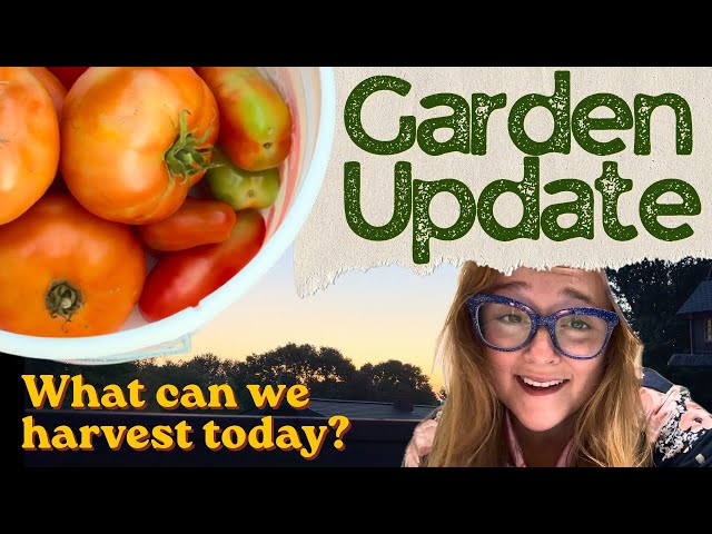 Picking Tomatoes, and a Quick Garden Update! 
