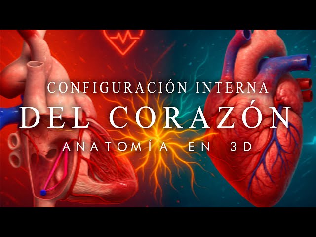 ANATOMÍA EN 3D - Configuración Interna del Corazón (Atrios, Ventrículos, Válvulas, Pilares)