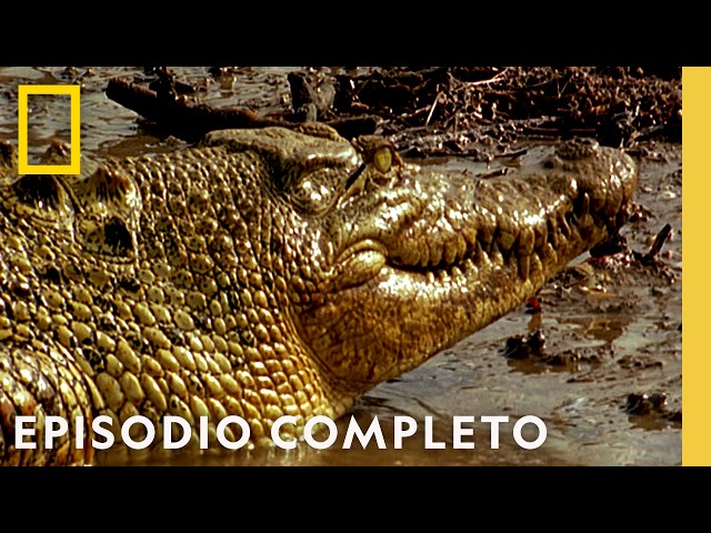 Subestimados Mortales (Episodio Completo) | Noche De Pelea Animal | Nat Geo en Español