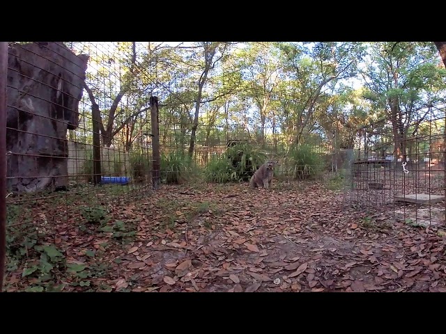 What Is This Lynx Saying?  Watch in 360!