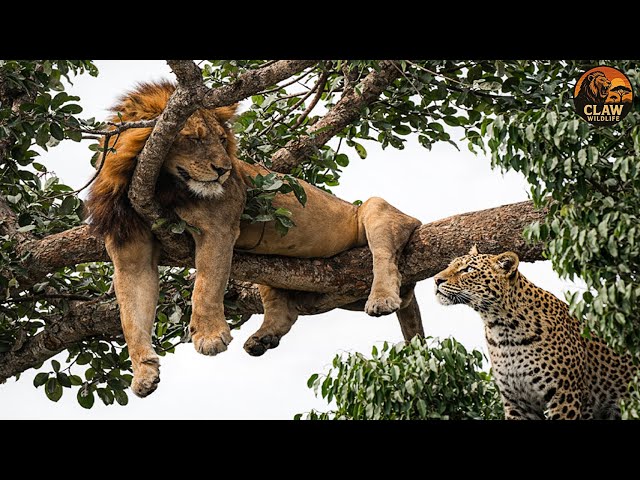Wildlife – The Strangest Animal Behaviors Science Still Can’t Fully Explain | Wildlife Documentary