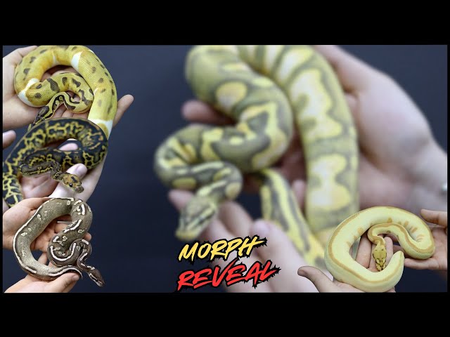 We Finally Reveal the Morphs! | Guessing the Morph Challenge #1