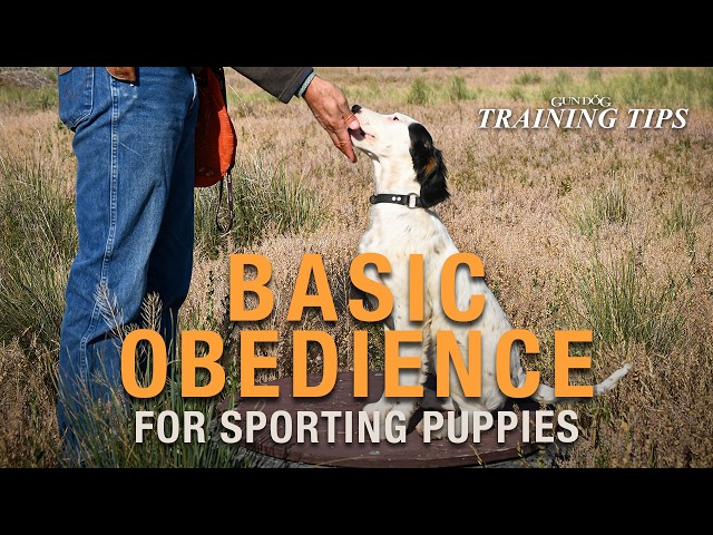 Basic Obedience Training for Sporting Puppies (Step-by-Step Guide)