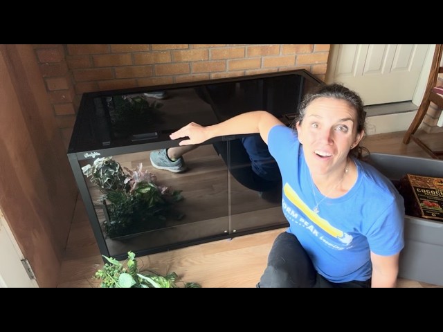 Watch me setup my ball python tank!