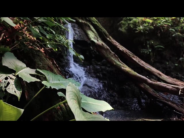 Relaxing Piano Music – Healing Vibes with Water Sounds for Meditation & Rest