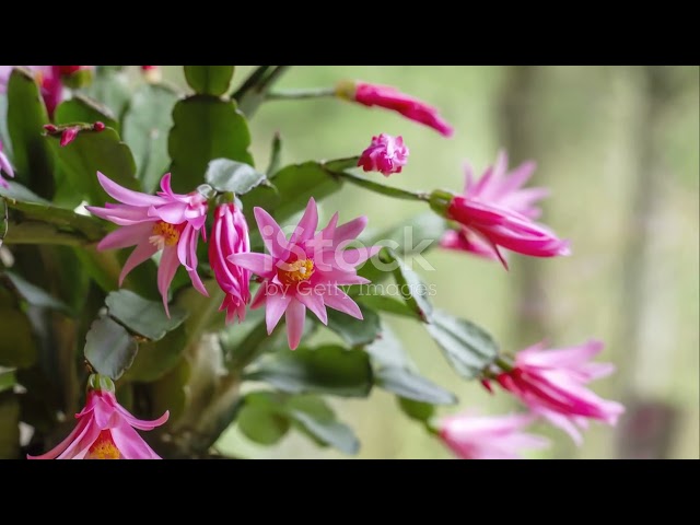Easter Cactus Care: Bloom Like a Pro!