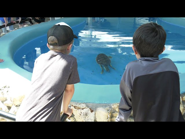 Environmental Studies Center Releases Resident Loggerhead Sea Turtle, Shelby, Into Atlantic Ocean