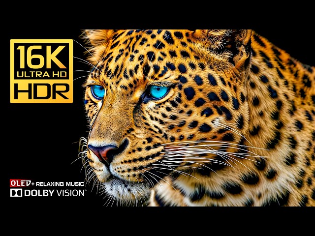 Wonderful OLED TEST 16K Video | Dolby Vision HDR 120FPS (8K/4K Video TV)