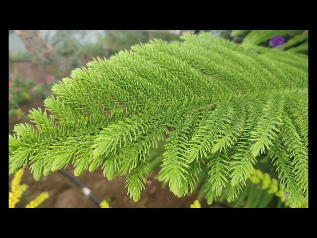 Fibonacci Sequence