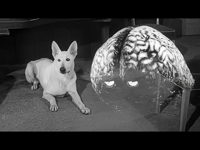 1957 - The Brain from Planet Arous - It Will Steal Your Body And Damn Your Soul!