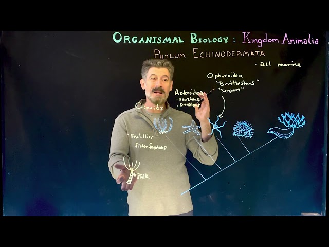 Echinoderm Classes