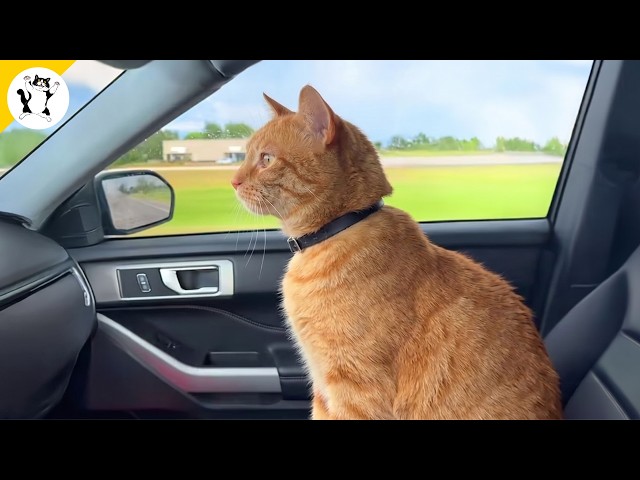 I got an Orange Cat but God Accidentally gave me a Comedian! 🤣 Funny ORANGE CAT