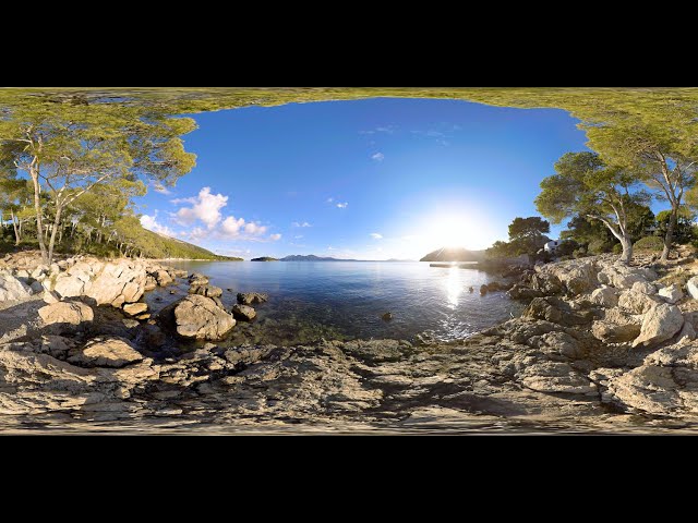 360° STOCK VIDEO 4K | Pine Trees Meet Ocean | Atmosphaeres