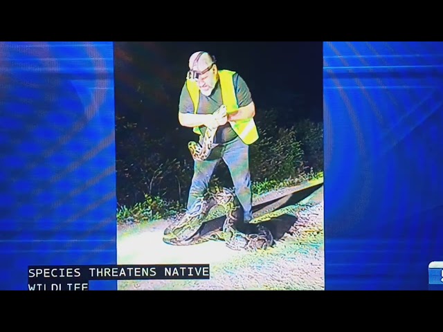 In Florida Everglades, a man wrestling with a huge python to keep it from hunting deers and gators 