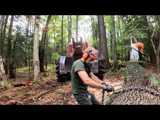 Logging job Start-finish.  Tree felling, skidding, log landings, dozing & more! 