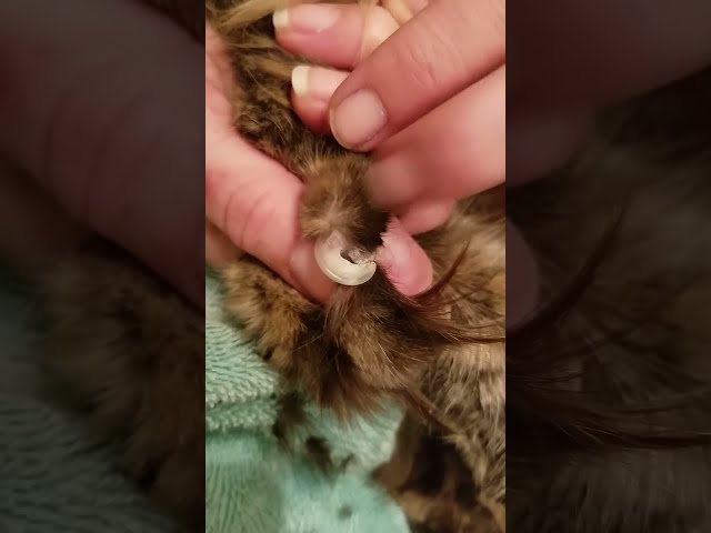 How to fix an almost ingrown nail trim.