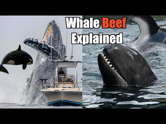 The Science Behind the Gang Wars of Whales