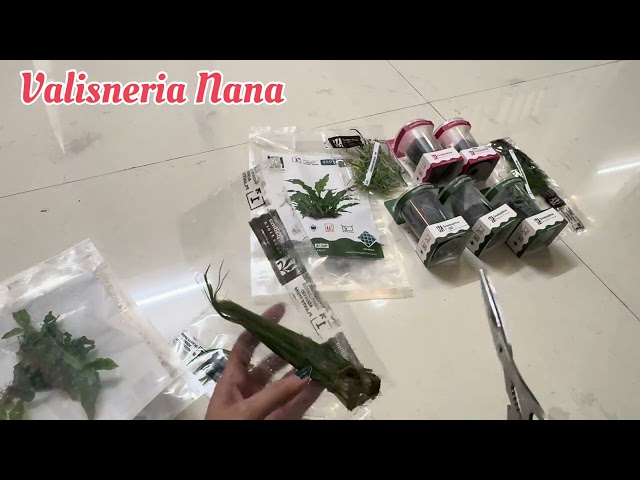 Unboxing aquatic plants 😍😍 #aquarium #plants #growow cost effective plants low maintenance.