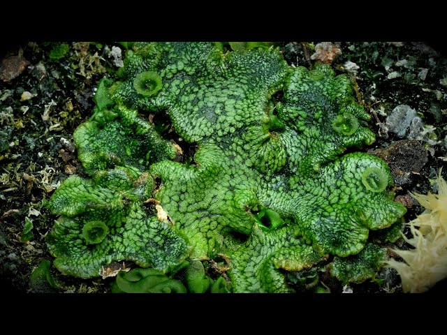 Time Lapse of Liverwort Plant Taking Over the Planter