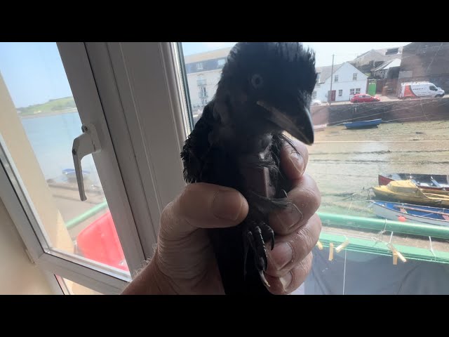 Johnny The Jackdaw rescue 🛟