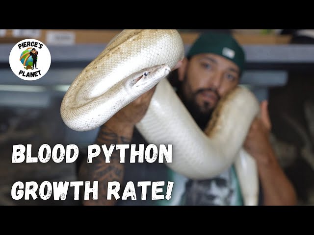 Blood Python Growth Rate! How Fast Do They Grow?