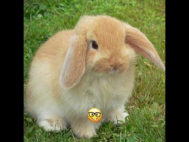 Rabbits can't be scary... right? #fyp #rabbit #shorts